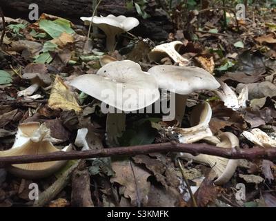 Mushroomin thd Park Stockfoto