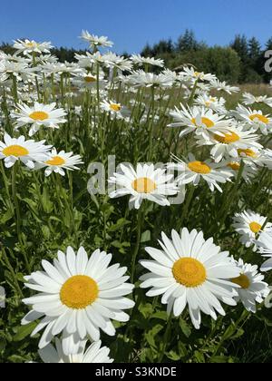 Wilde Daisen an einem sonnigen Sommertag Stockfoto