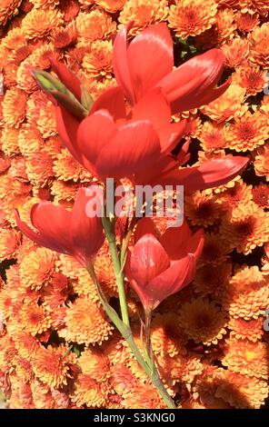 Lebhaft, Chi, Blumen, Orange, Rot, Schönheit, Energie, Feuer, Natur, Gold Stockfoto