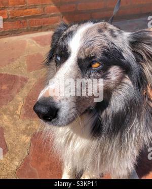Nahaufnahme eines schwarz-weißen Hundes mit zwei verschiedenfarbigen Augen. Stockfoto