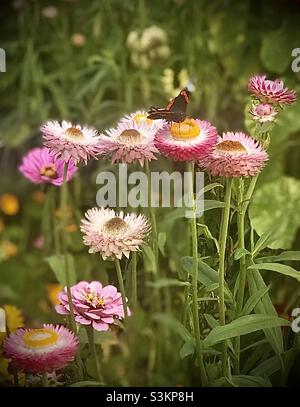 Roter Admiral-Schmetterling auf rosa Strohblumen (Helichrysum italicum) bei Batemans in Sussex Stockfoto