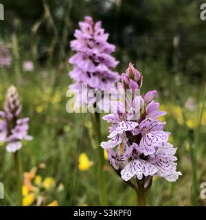 Orchideen, die wild in einem natürlichen Grasland in Wear Wales wachsen Stockfoto