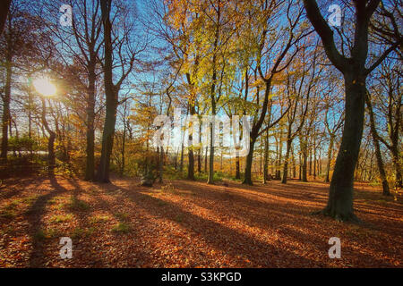 Wald im Herbst Spätnachmittag Licht Stockfoto