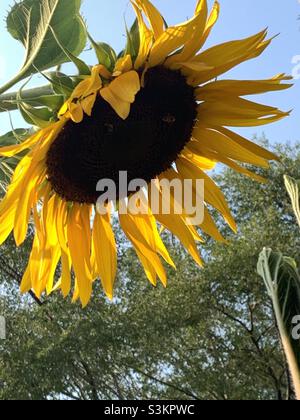 Eine große, sich verbeugende Sonnenblume, die im Hidden Hollow Nature Park im Sugarhouse-Gebiet von Salt Lake City, Utah, USA, aufgenommen wurde. Stockfoto