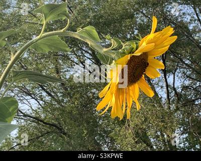 Eine große, sich verbeugende Sonnenblume, die im Hidden Hollow Nature Park im Sugarhouse-Gebiet von Salt Lake City, Utah, USA, aufgenommen wurde. Stockfoto