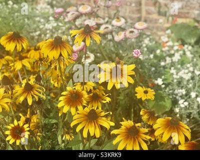 Yellow Rudbeckia hirta, gemeinhin Black-eyed Susan bei Batemans in Sussex genannt Stockfoto