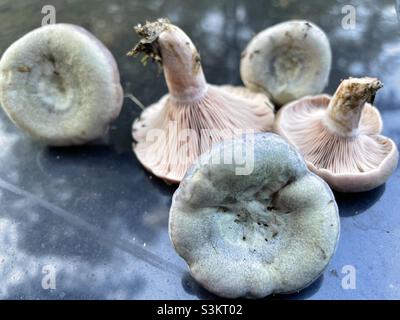 Wood blewit, oder Clytocybe nuda, im Südosten der USA, im Oktober gefunden. Kann in Nadel- oder Laubwäldern gefunden werden. Stockfoto