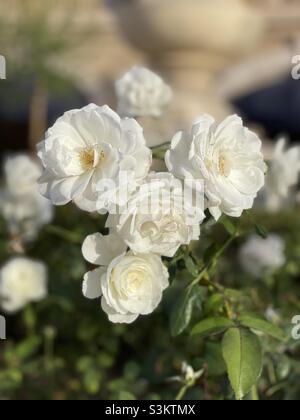 Weißer Rosenbusch in voller Blüte Stockfoto