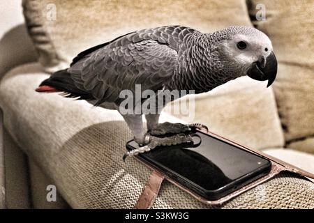 Baby African Grey Papagei auf einem Mobiltelefon stehend Stockfoto