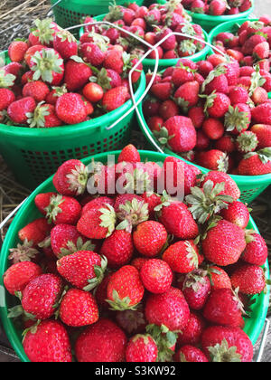 Frisch gepflückte biologisch angebaute Erdbeeren zum Verkauf auf einem Bauernmarkt. Stockfoto