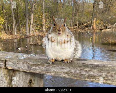 Überrascht Eichhörnchen Stockfoto