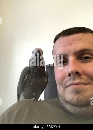 Baby African Grey Papagei sitzt auf der Schulter des Mannes Stockfoto