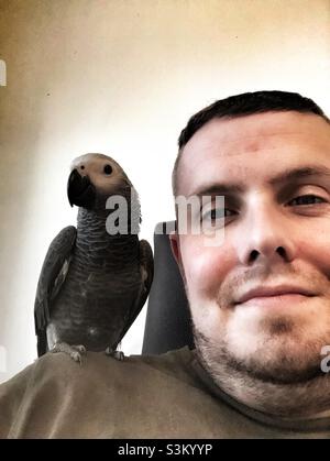 Baby African Grey Papagei sitzt auf der Schulter des Mannes Stockfoto