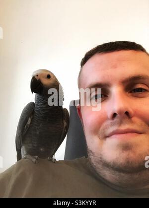 Baby African Grey Papagei sitzt auf der Schulter des Mannes Stockfoto
