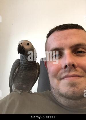 Baby African Grey Papagei sitzt auf der Schulter des Mannes Stockfoto