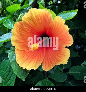 Hibiskusblüte Stockfoto