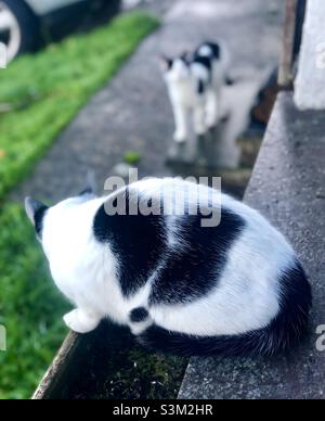 Katzengeschichten Stockfoto