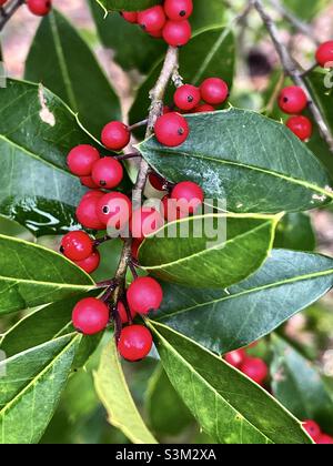 Rote Beeren auf einem Savannah Stechpalme während der Herbstsaison. Stockfoto