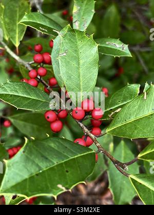 Rote Beeren auf einem Savannah Stechpalme während der Herbstsaison. Stockfoto