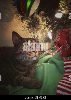 Das Gesicht einer Katze wird von den Lichtern eines Weihnachtsbaums erleuchtet. Die Katze hat einen Ausdruck von Ehrfurcht. Stockfoto