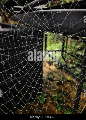 Nahaufnahme des Spinnennetzes in einem Garten nach einem Sturm Stockfoto