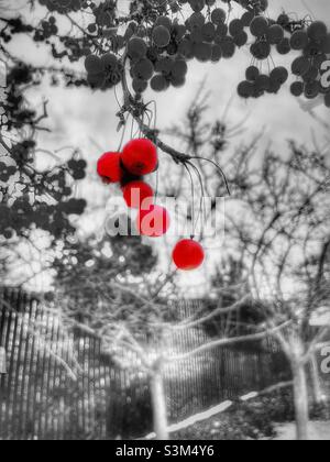 Diese Beeren hängen immer noch an den Ästen, selbst Mitte Dezember, wenn alle Blätter gefallen sind und der Winter in Utah, USA, an die Tür klopft. Stockfoto