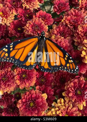 Monarch Butterfly, Danaus plexippus auf rostroten Chrysanthemen. Stockfoto
