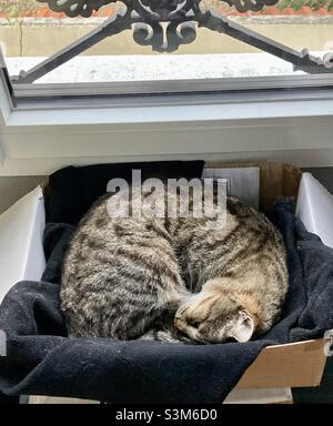 Tabby Katze schlafen in der Box Stockfoto