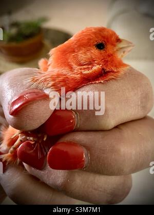 Eine Nahaufnahme eines roten Faktors kanarienvögel, der fest in der Hand einer Frau gehalten wird, die rot bemalte Fingernägel hat. Stockfoto