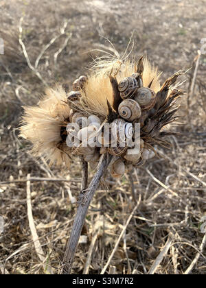 Land Schnecken Kolonie an einer Distel in Portugal verbunden Stockfoto