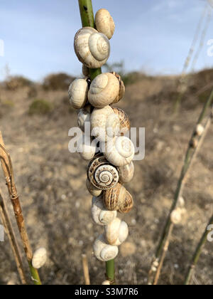 Kolonie mediterraner Küstenschnecken, die am Stamm einer Pflanze in Portugal befestigt sind Stockfoto