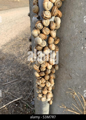 Kolonie von mediterranen Küstenschnecken, die an einem Betonpfosten in Portugal befestigt sind Stockfoto