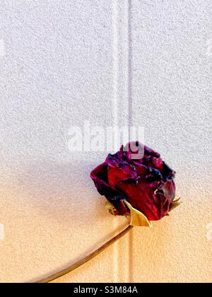 Solo getrocknete Rose vor hellrosa Hintergrund. Stockfoto