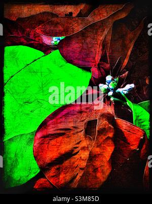 Eine malerische Darstellung einer leuchtend roten und grünen, Weihnachtssterne oder Weihnachtsblume, in voller Festliche Blüte für die Weihnachtszeit. Farbungs- und Grunge-Effekte digital hinzugefügt. Stockfoto