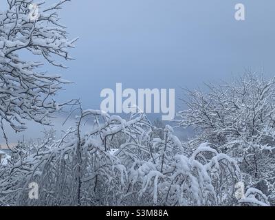 Frischer Schneefall über Nacht, in Utah, USA, hinterlässt alles makellos weiß. Die Bäume in unserem Vorgarten, mit ihren schneebedeckten Ästen, bilden eine schöne natürliche Abstraktion. Stockfoto