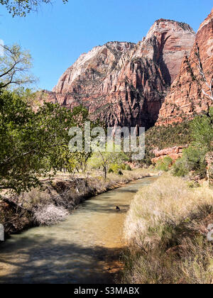 Junge Maultiere kühlen im Virginia River im Zion National Park ab Stockfoto