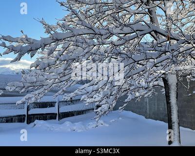 Frischer Schneefall bedeckt die Bäume in Utah, USA, und schafft ein Winterwunderland. Stockfoto