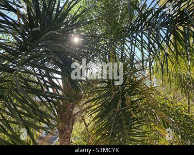 Die Sonne scheint aus der Nähe von Palmenblättern und Baumstamm Stockfoto