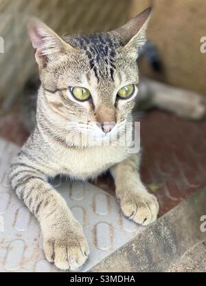 Gelbe Augen Katze Stockfoto