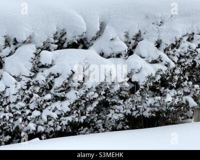 In Utah, USA, ist eine Privathecke entlang eines Grundstücks stark von frischem Schneefall bedeckt. Stockfoto