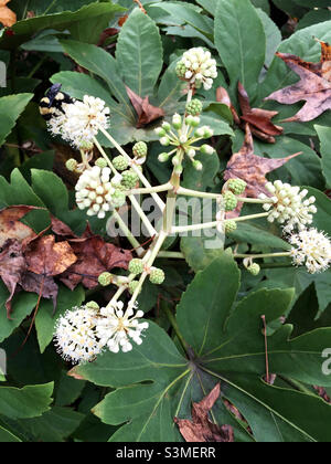 Blüten der Fatsia Japonica Pflanze. Stockfoto