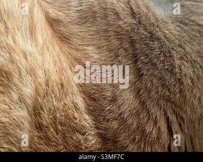 Nahaufnahme von Ingwer-Katze Haarpelz Stockfoto