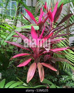 Dezember 2021, Pflanzen in der Nähe eines Eingangs zum Kimpton Surfcomber Hotel, South Beach, Miami, Florida, USA, Nordamerika Stockfoto