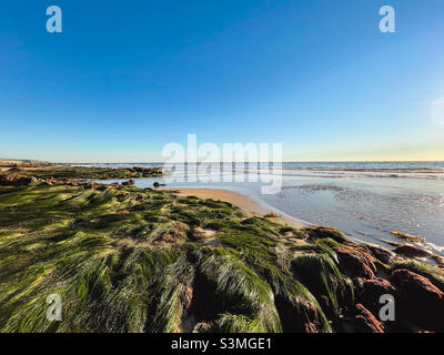 Freiliegendes Seegras am Strand bei Ebbe an einem sonnigen Tag. Stockfoto