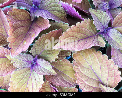 Bunte violette, rosa und grüne Blätter einer coleus-Pflanze. Stockfoto