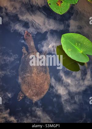 Schildkröte im Wasser Stockfoto