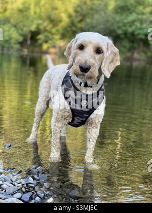 Buzz Reynolds Cockapoo Dog Süßer Sommer Stockfoto