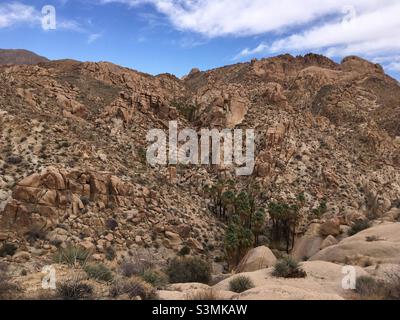 Lost Palm Oasis Joshua Tree National Park California Stockfoto