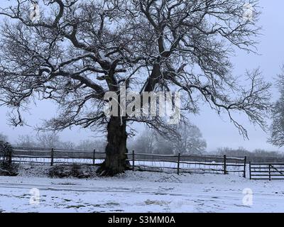 Winter in New Forest Stockfoto