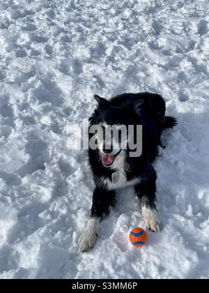 Border Collie liegt im Schnee, lächelnd Stockfoto